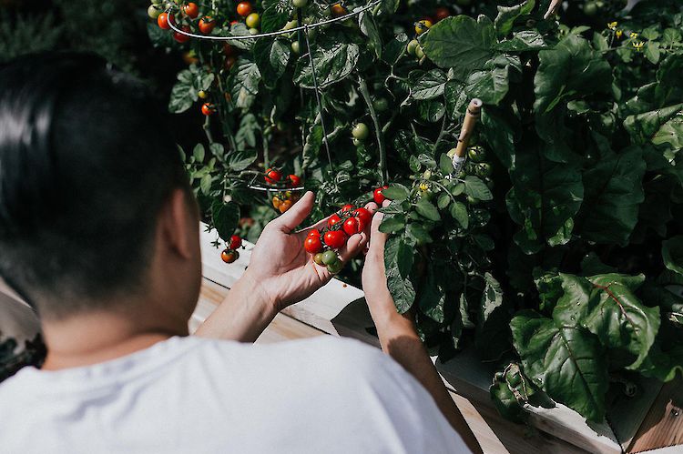 priscilla preez zpriok vhqe bij Duurzame catering en bewuste keuzes bij CIRFOOD